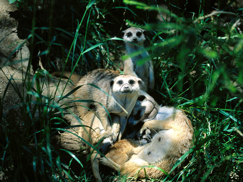 Meercat Family